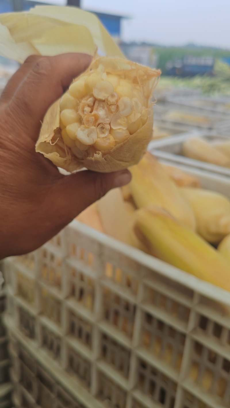唐山地区糯玉米。