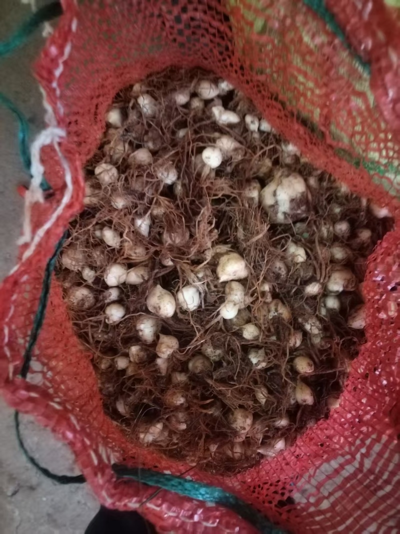 贵州产糯百合种子一手货源
