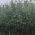 垂柳馒头柳金丝垂柳旱柳速生柳西湖垂柳