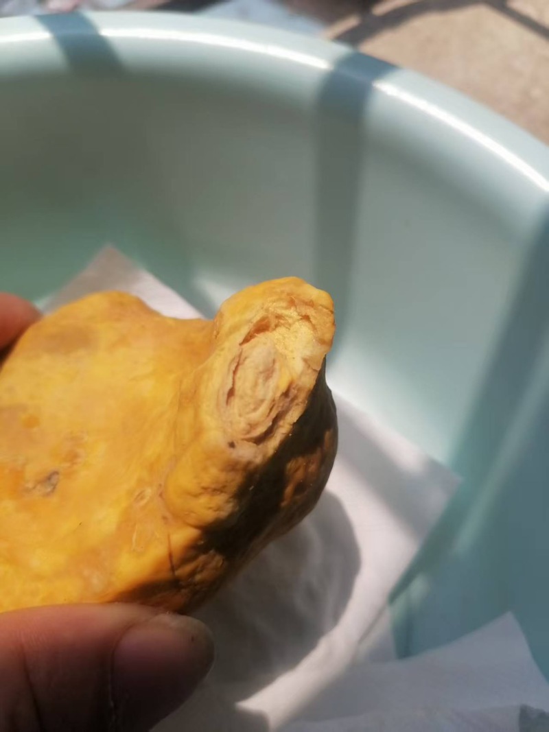 鸡公里面的鸡宝