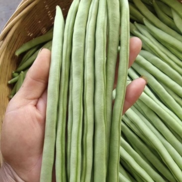 云南小金豆四季豆大量上市中，产地基地直发，欢迎各位老板订购