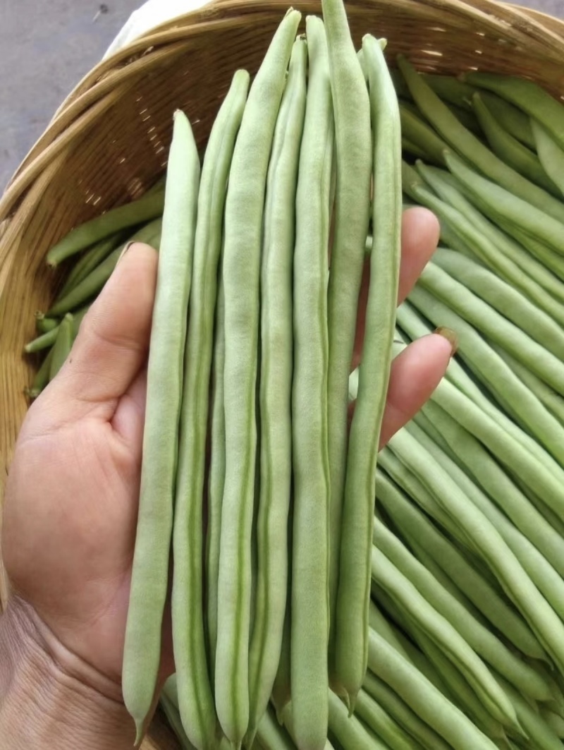 云南小金豆四季豆大量上市中，产地基地直发，欢迎各位老板订购