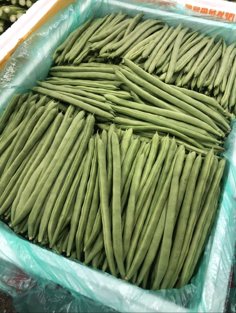 云南小金豆四季豆大量上市中，产地基地直发，欢迎各位老板订购