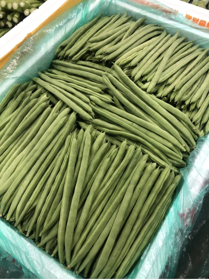 云南小金豆四季豆大量上市中，产地基地直发，欢迎各位老板订购