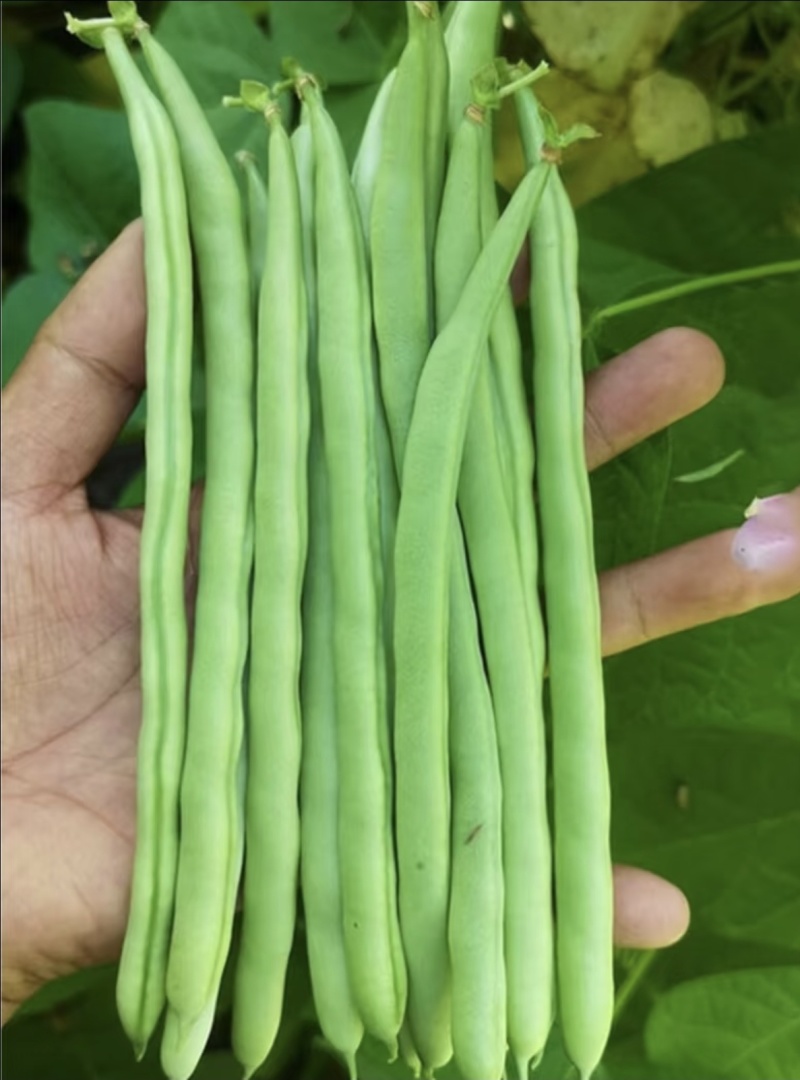 云南小金豆四季豆大量上市中，产地基地直发，欢迎各位老板订购