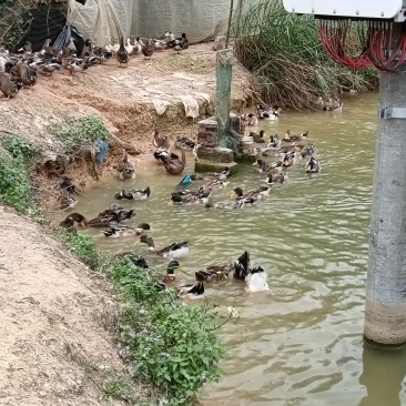 钦南区东场青头海鸭