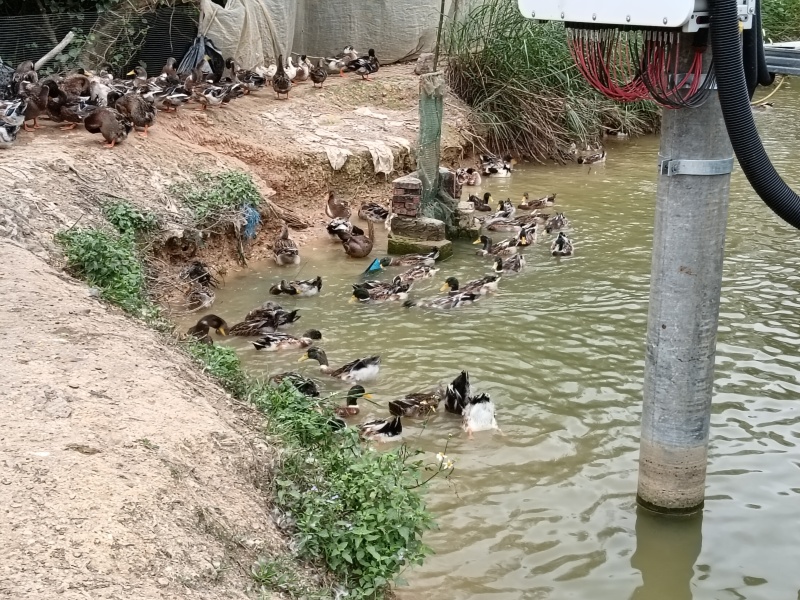 钦南区东场青头海鸭