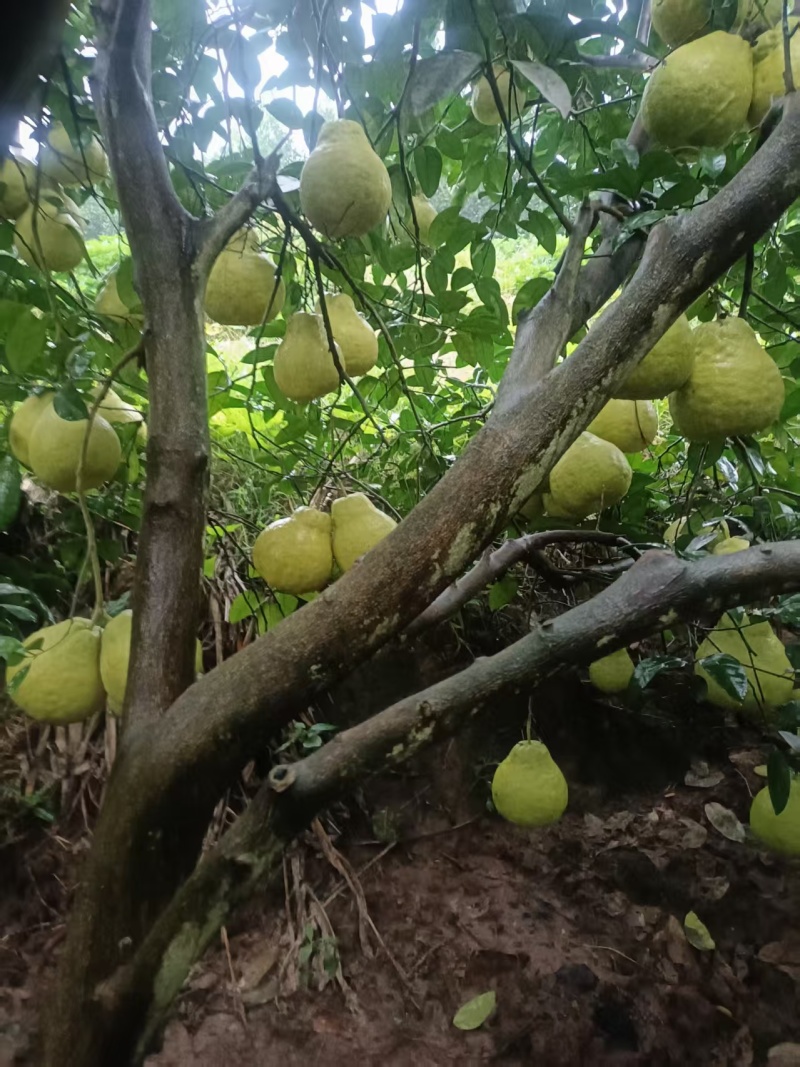 合江真龙柚