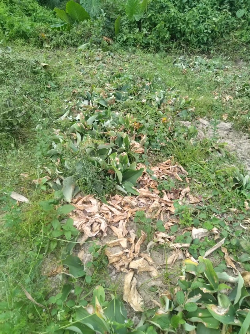 沙姜