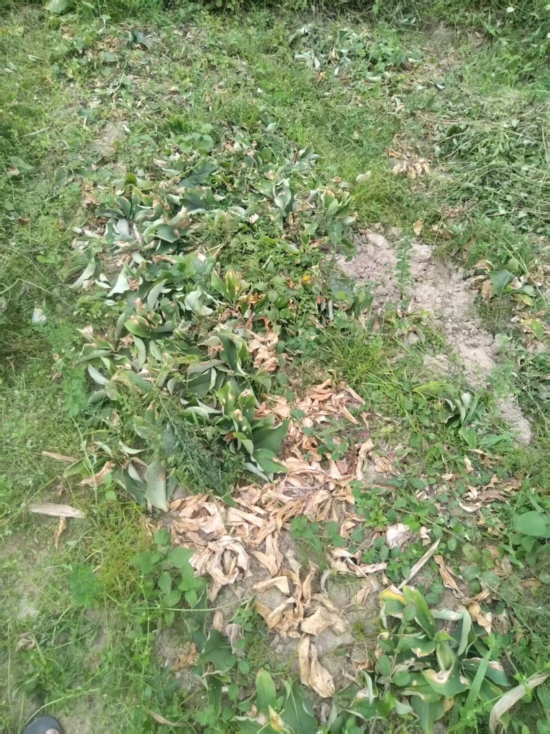 沙姜