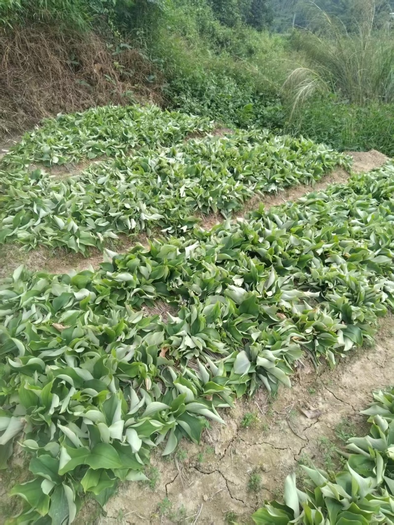 沙姜