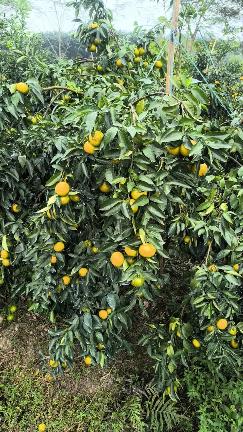 沃柑