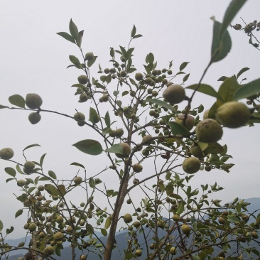 高山山茶油原油，野生******无污染