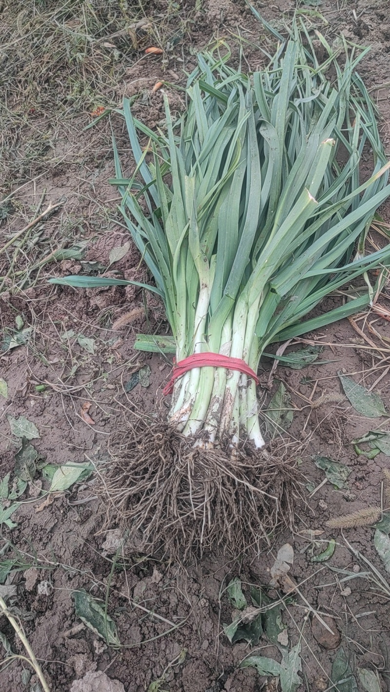 洋蒜苗