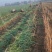 洋蒜苗