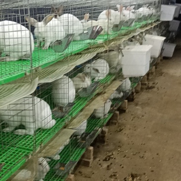 本人有200多只兔子出售***********