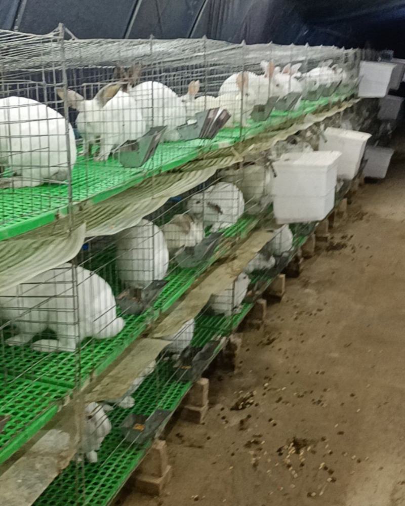 本人有200多只兔子出售***********