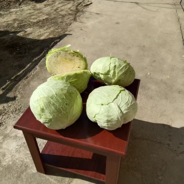 包菜