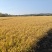 黑龙江大米，响水石板大米