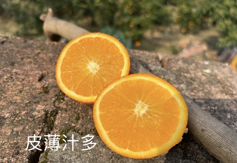 奉节脐橙