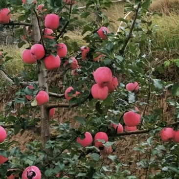 富士苹果片红，条纹的