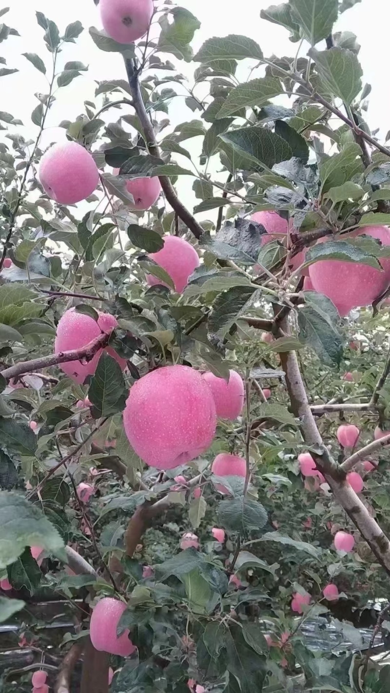 甘肃天水市秦安县高山富士苹果