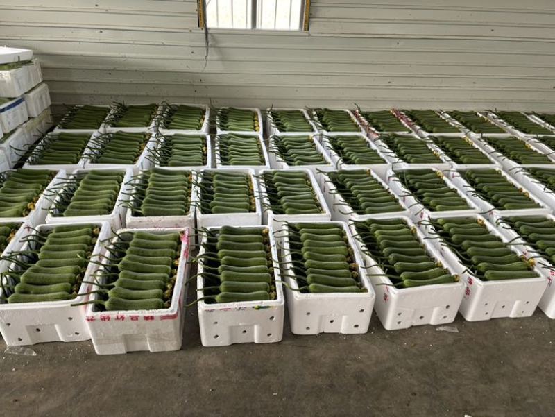精品肉丝瓜上市