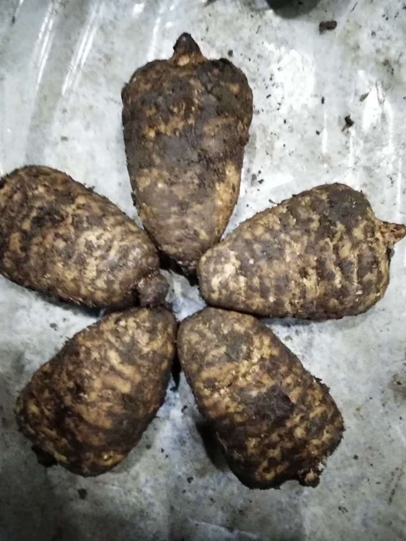 小草坝天麻