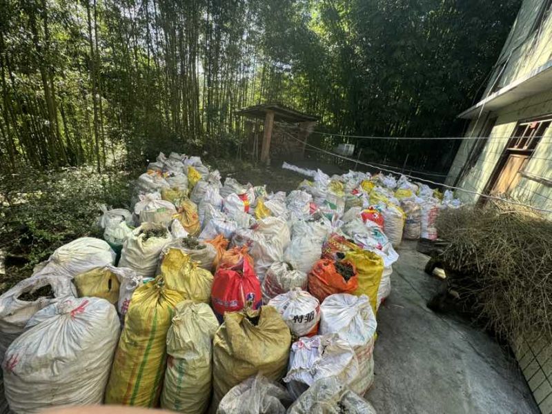 川黄柏鲜果球大量供应