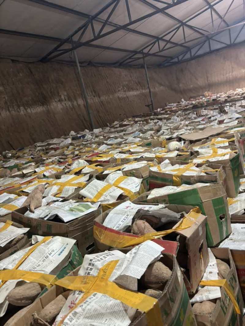 山东正宗沙地烟薯25紫薯榴莲蜜薯冰糖牛奶薯一件代发