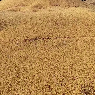 俄罗斯高蛋白大豆44蛋白的有虚要的连系