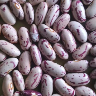 奶花云豆。现贷40万斤