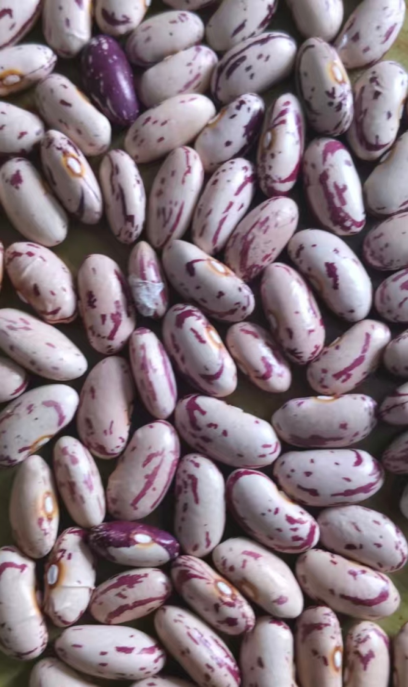奶花云豆。现贷40万斤