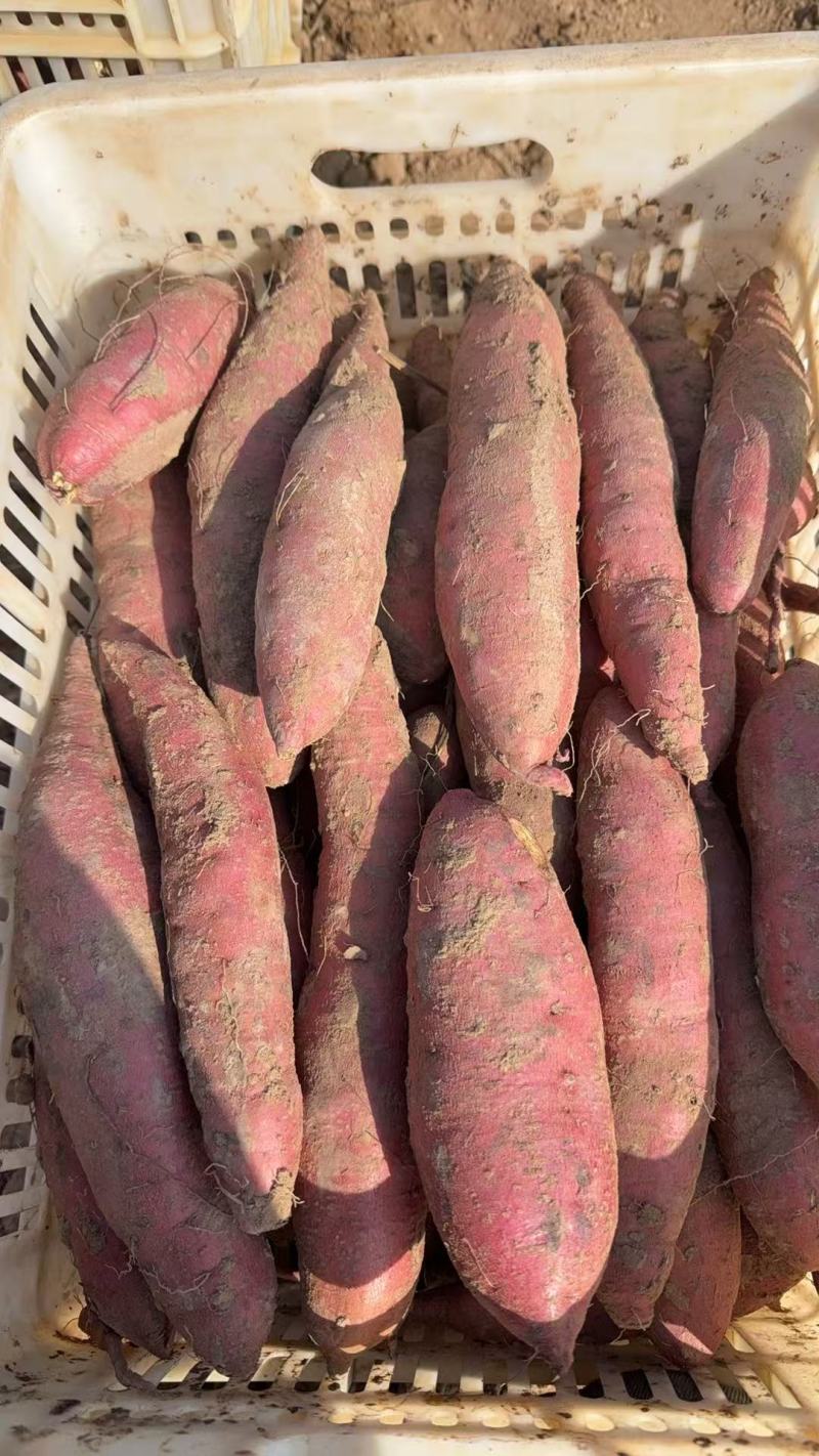 宁夏沙地蜜薯，甜的很，现挖现装，好货不多