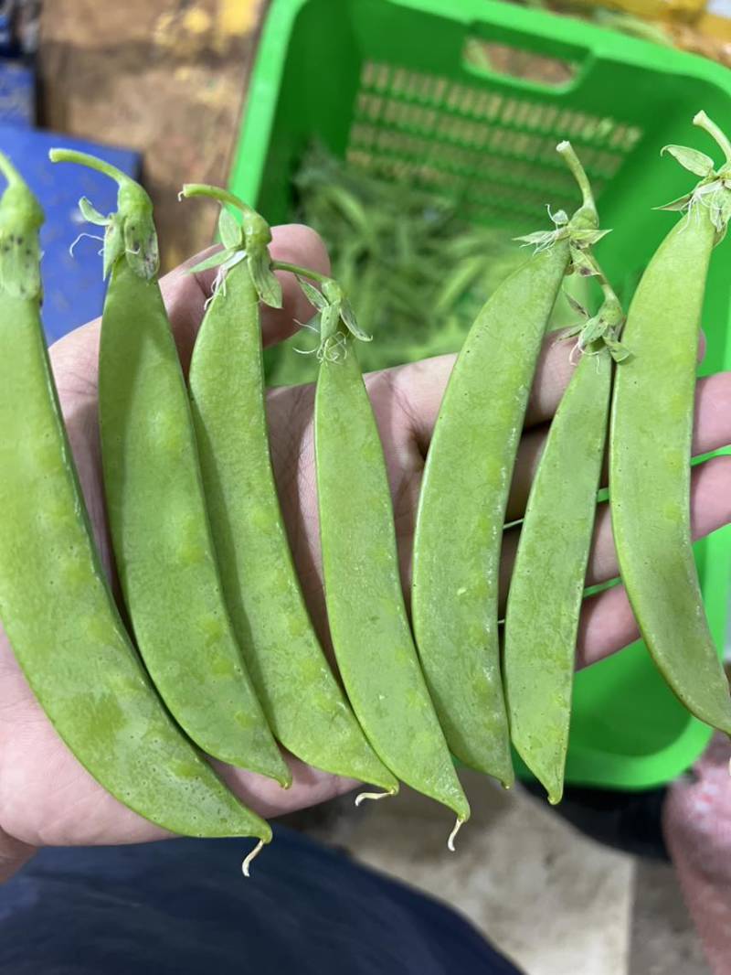 荷兰豆中上精品电商专业供档口商超线上线下