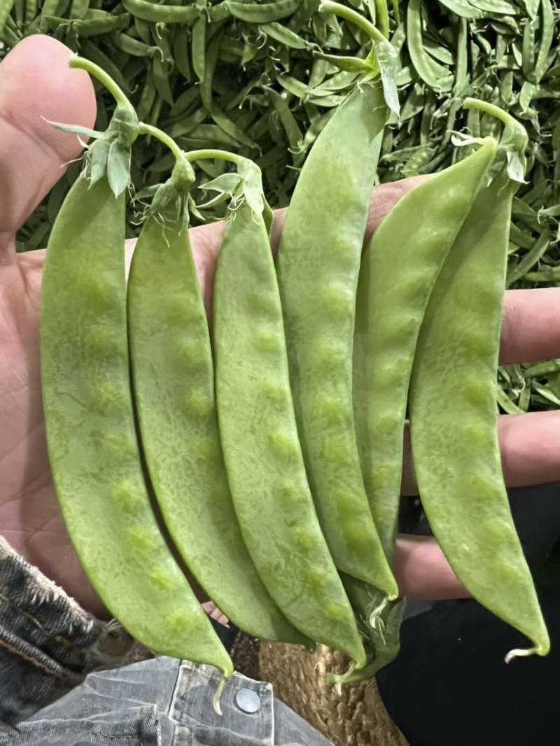荷兰豆中上精品电商专业供档口商超线上线下