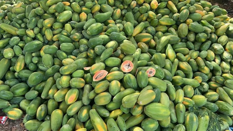大量红心木瓜，7两起