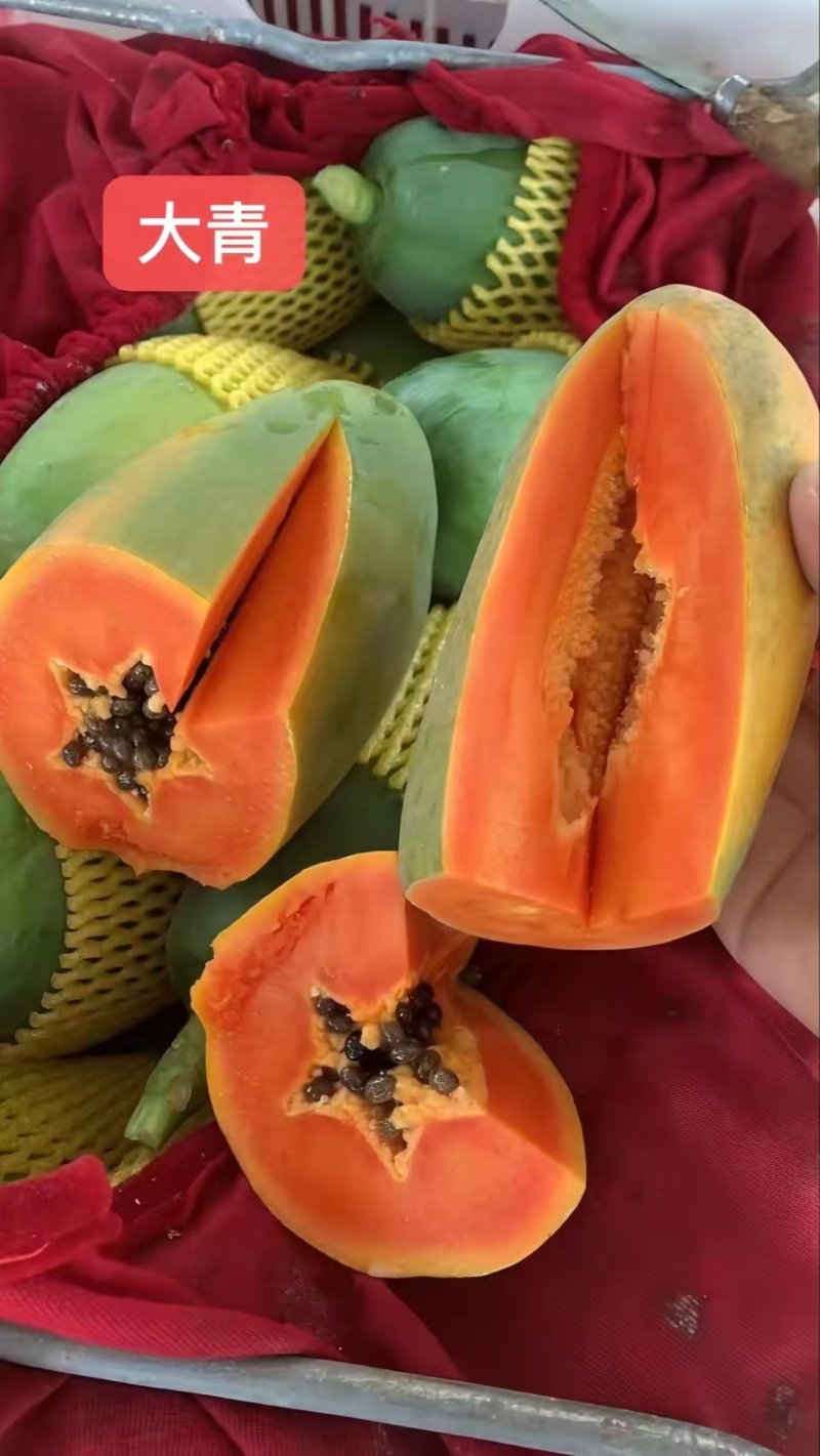 大量红心木瓜，7两起