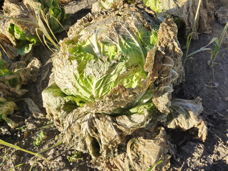 内蒙古抱头白白菜