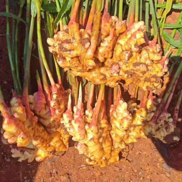 生姜