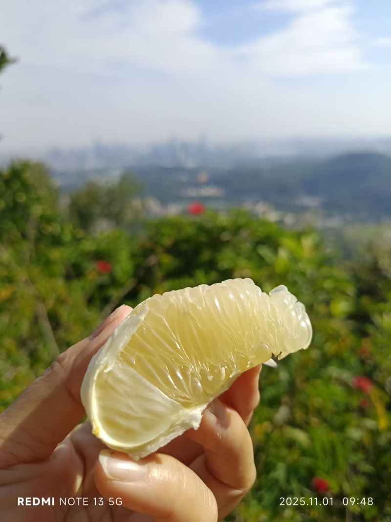 雪峰山冰糖柚