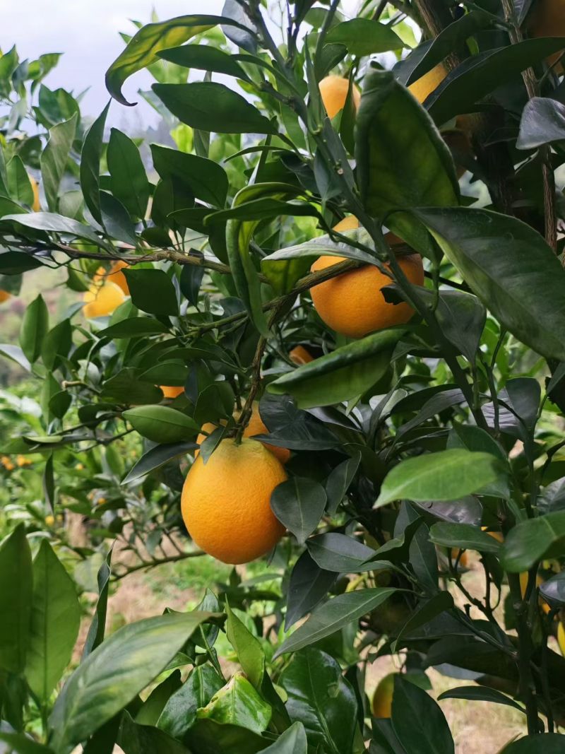 赣南脐橙蜂蜜味纯甜全规格