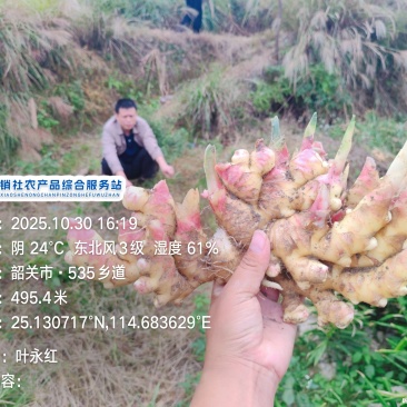 贵州二号小黄姜