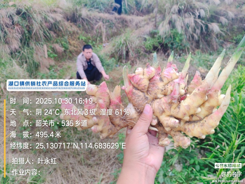 贵州二号小黄姜