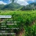 贵州二号小黄姜