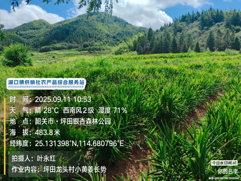 贵州二号小黄姜