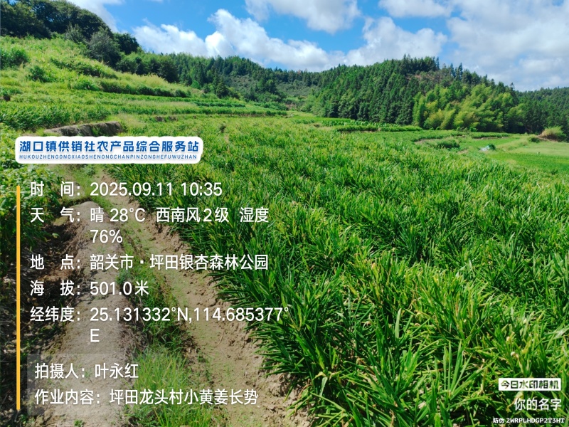 贵州二号小黄姜