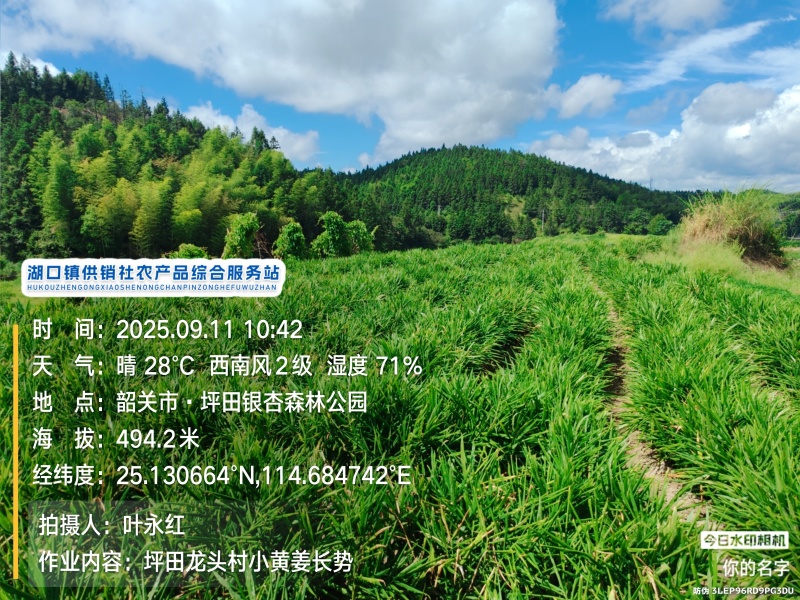 贵州二号小黄姜