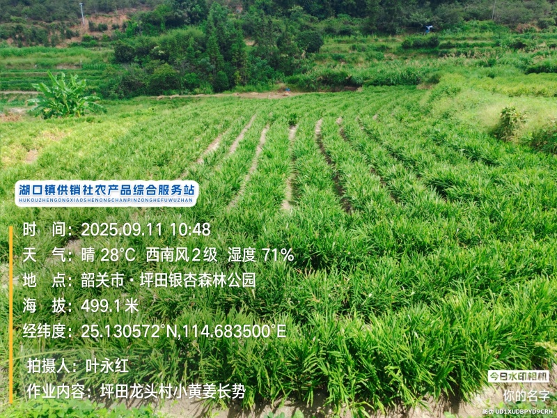 贵州二号小黄姜