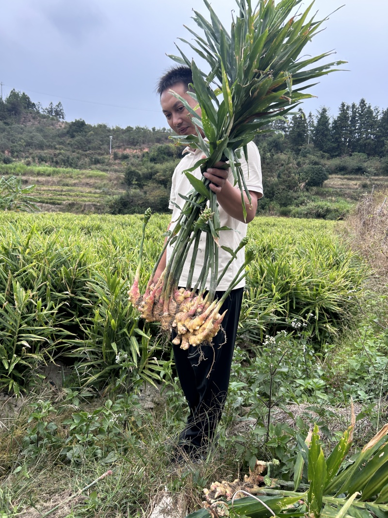 贵州二号小黄姜